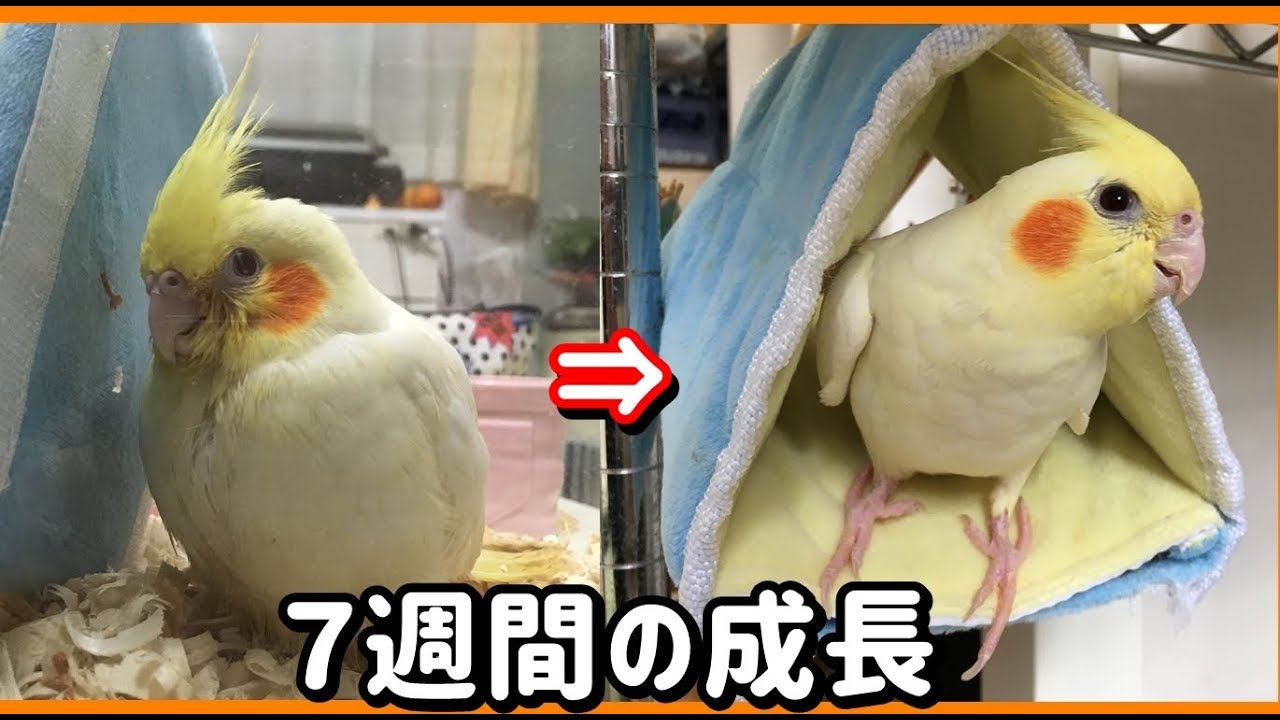 生後４カ月のオカメインコ７週間前と現在のおはようの違い オカメインコ 成長記録 Youtube