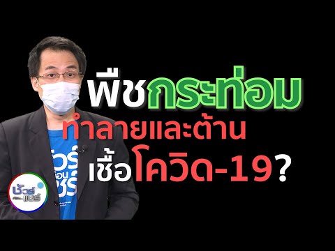 ชัวร์ก่อนแชร์ : พืชกระท่อมสามารถยับยั้งและทำลายเชื้อโควิด-19 ได้ จริงหรือ ?