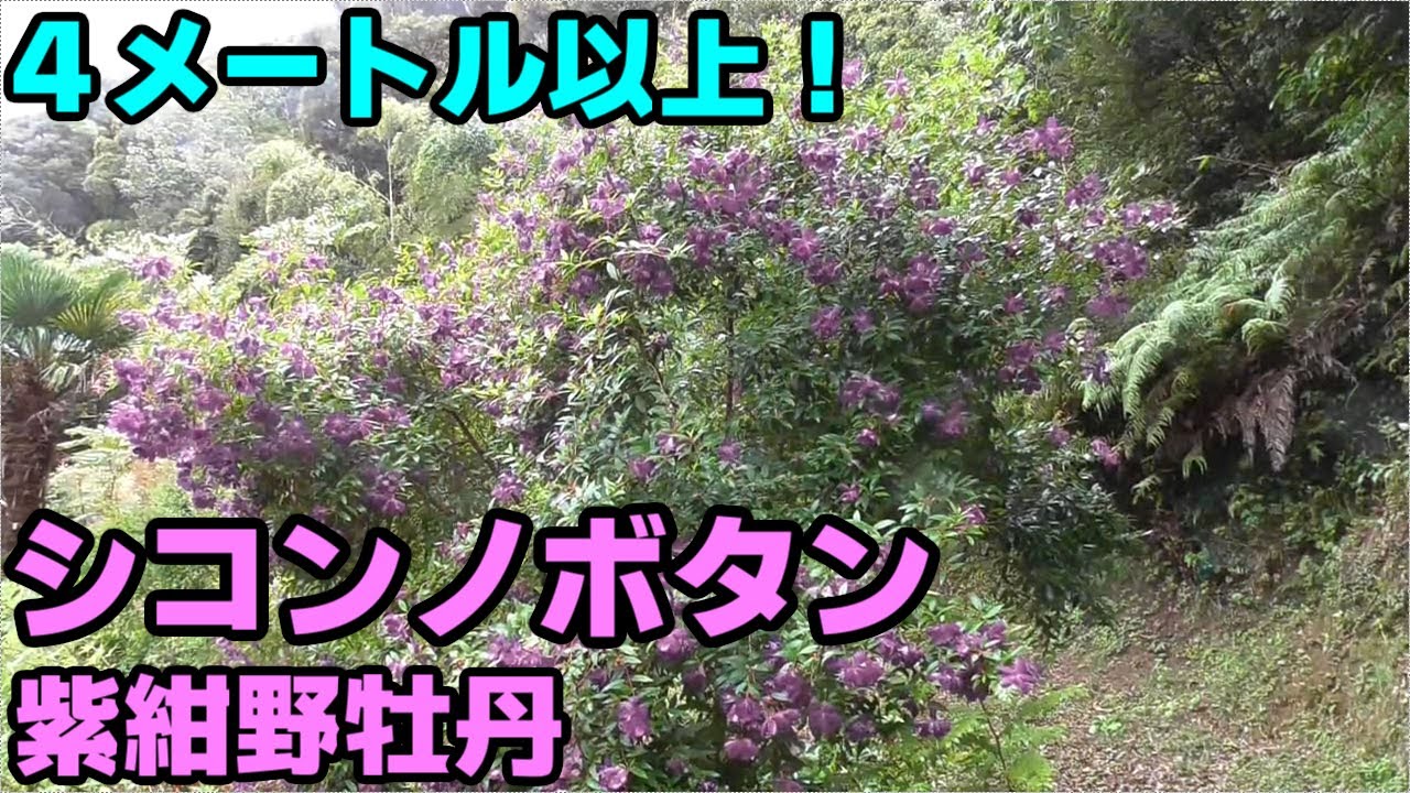 紫色が美しい 4メートルを超すシコンノボタン 紫紺野牡丹 Tibouchina Urvilleana Youtube