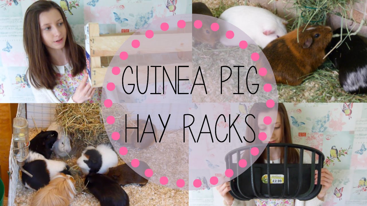 diy hay rack for guinea pigs