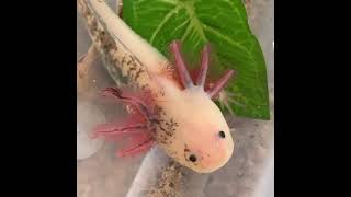 Chimera axolotl