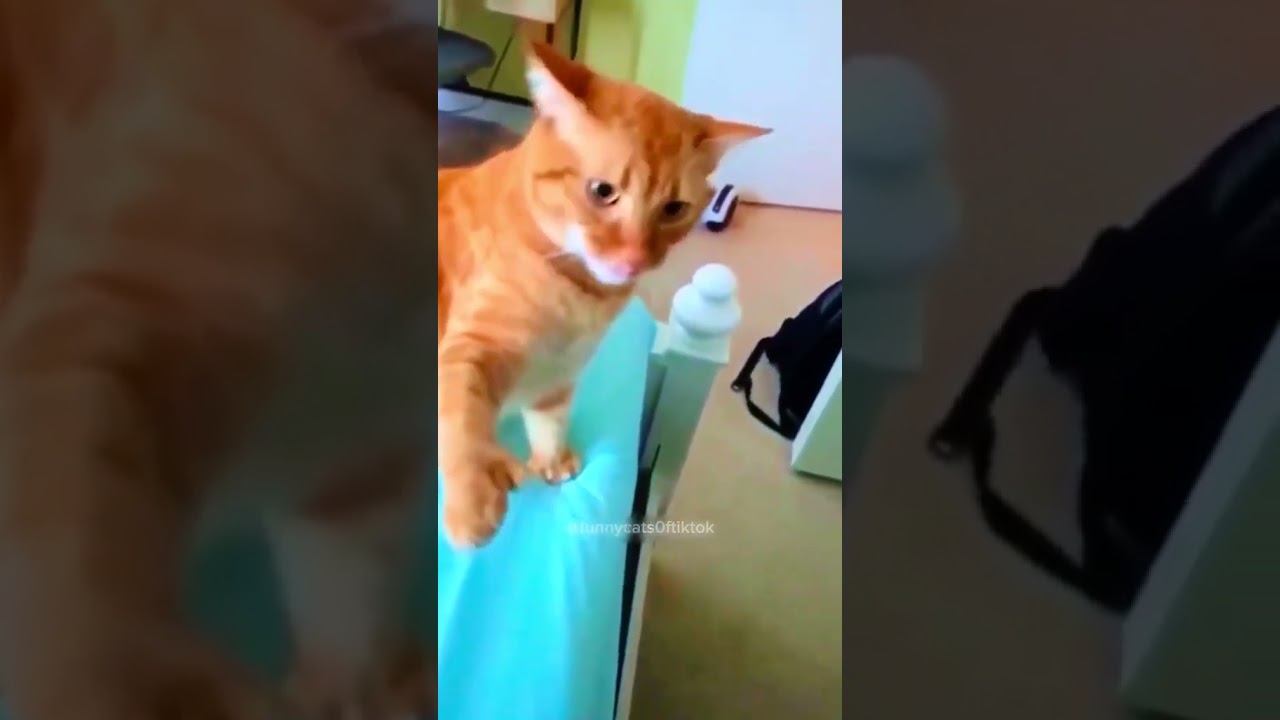 Orange cat behavior! Funny cat videos #funnycats #funnyanimals #funnypets