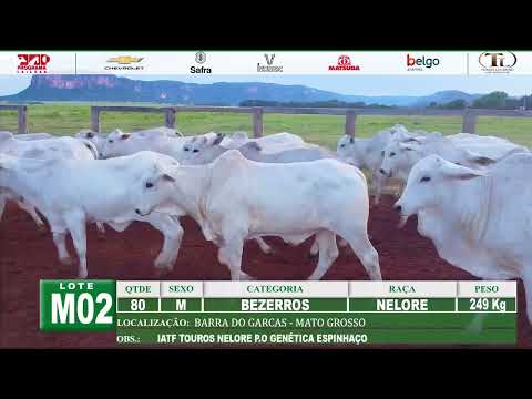 LOTE M02