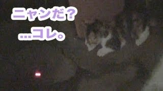レーザーポインターでネコをじゃらしてみた