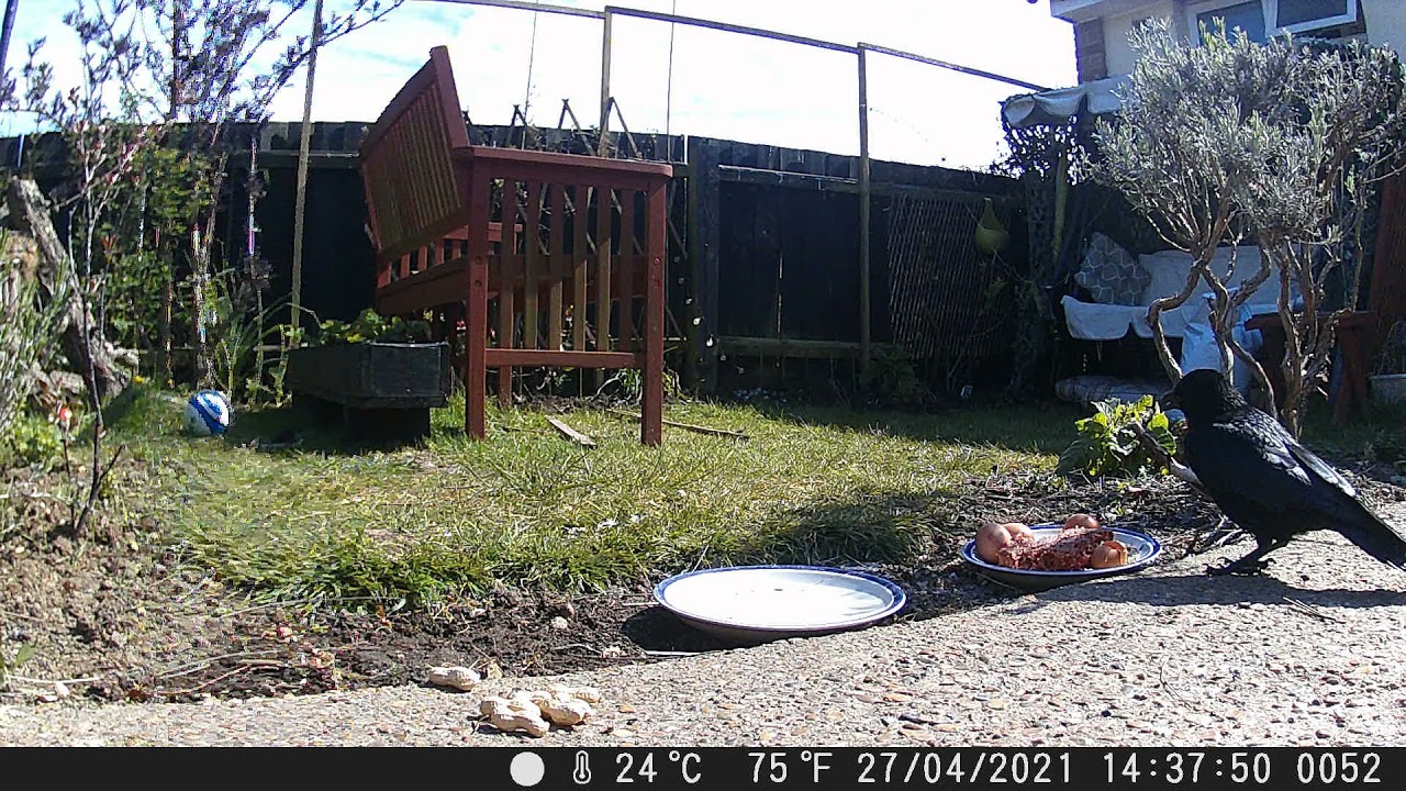 Corvid 19 - Carrion crow eats egg and beef