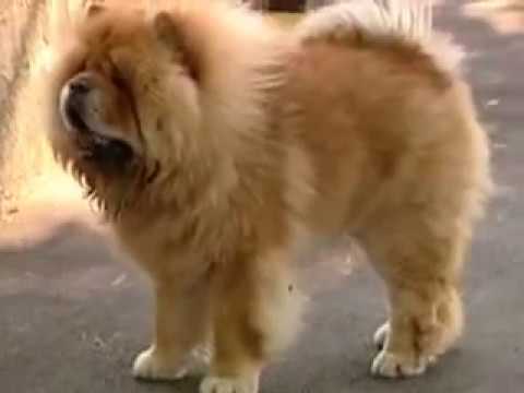 Chow Chow Panda Zulu Guru Kennel 10 Youtube