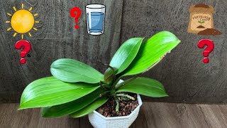 Orchids Not Blooming for Years Here’s Why
