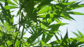 CANNLIV HEMP