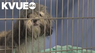 Taking care of pets during 4th of July fireworks