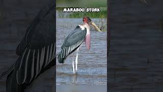 Birds That look dangerous but are friendly and harmless 💀😨#viral #trending