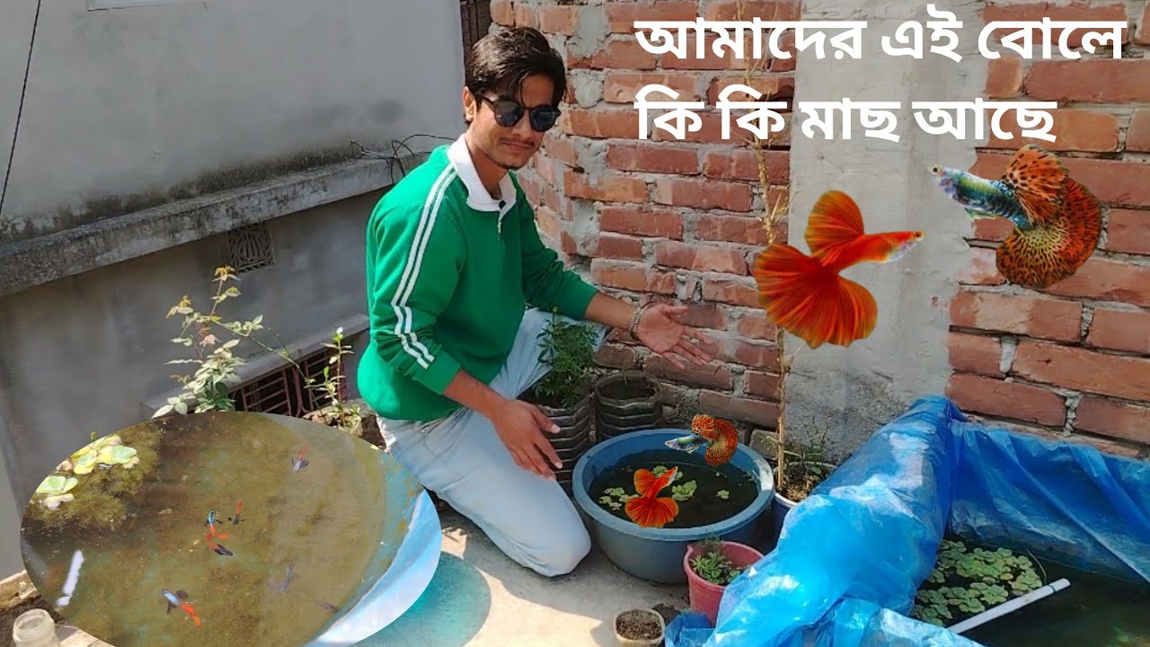 ছোট্ট পুকুরে কি কি মাছ আছে🐠