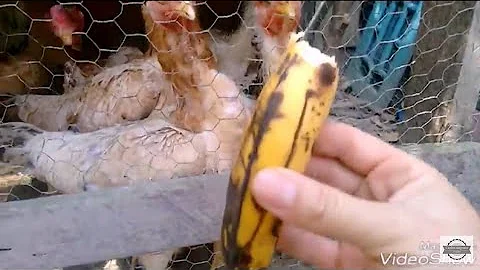 Para que serve o mangara de banana?
