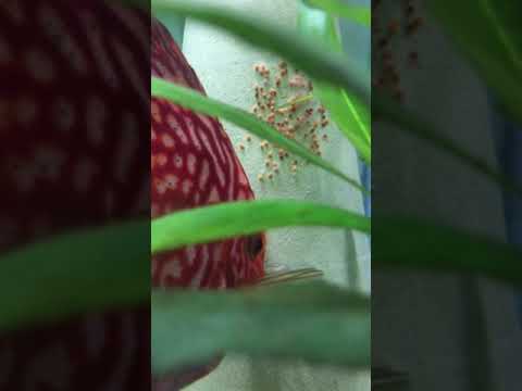 Proses penetasan ikan discus ( ternak discus dalam aquarium ) 