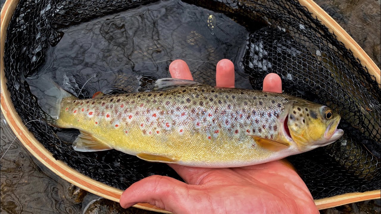 Exploring a TINY CREEK for WILD NJ Brown TROUT! [2 New Species] YouTube