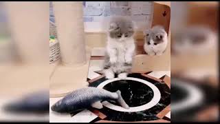 Cat Funny Video Cat Cutie Channel