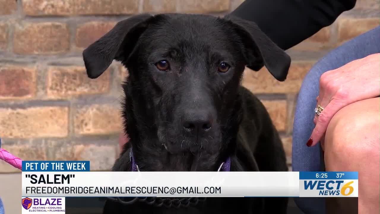Pet of the Week: Salem from Freedom Bridge Animal Rescue