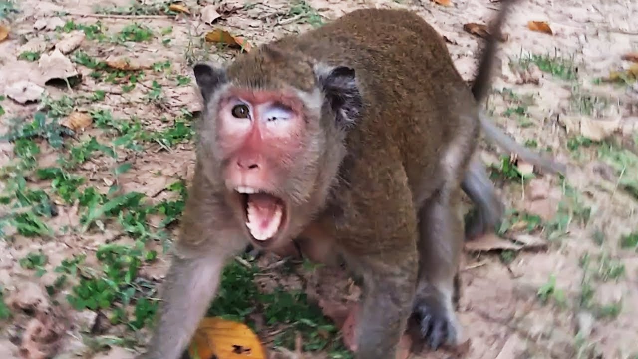 Why​​​ Popeye and Sweet Pea Monkey Angry Camera Man So Much?,ST 315