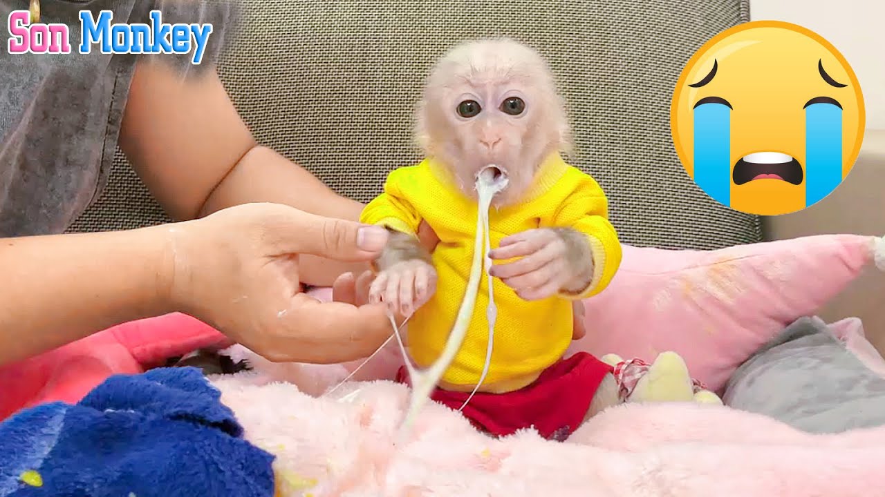 Son monkey was very sick and vomited a lot. Poor baby monkey - Son Monkey