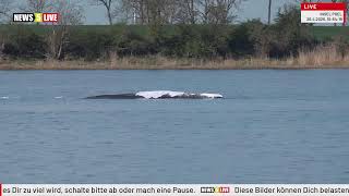 LIVE: Buckelwal 'Hope' vor der Insel Poel - Tag 35