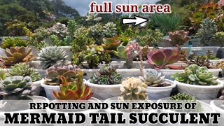 Sun Exposure & Repotting Mermaid Tail Succulent  Crested Senecio Vitalis   |  | Suculentas - YouTube