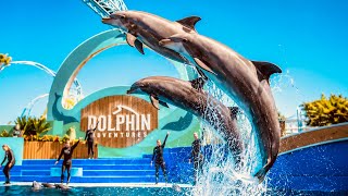 NEW Dolphin Adventures Full Show | SeaWorld San Diego 4K UHD