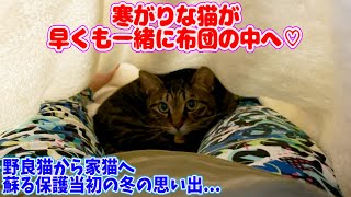 野良猫から家猫へ蘇る保護当初の冬の思い出...