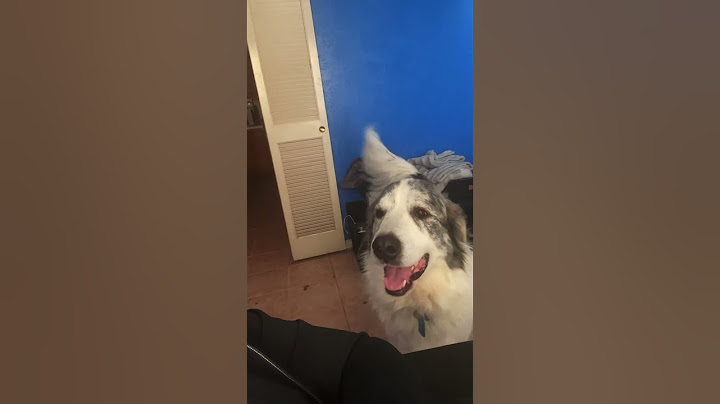 Dog DEMANDS Faster Service! 🐶 Bear's Hilarious Nose Punch to His Food Dispenser! 🍽️💥