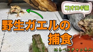 野生ガエルにコオロギをご馳走してみた！