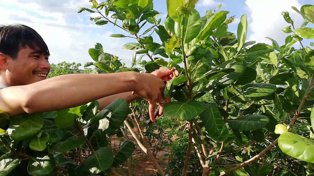 KING CHOBU CAMBODIA//. បច្ចេកទេសតែងមែកចន្ទី អោយទទួលបានការលូតលាស់ល្អ//0972625213