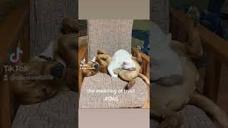 The meaning of Trust. #animals #oas #donate #charity #animalcharity