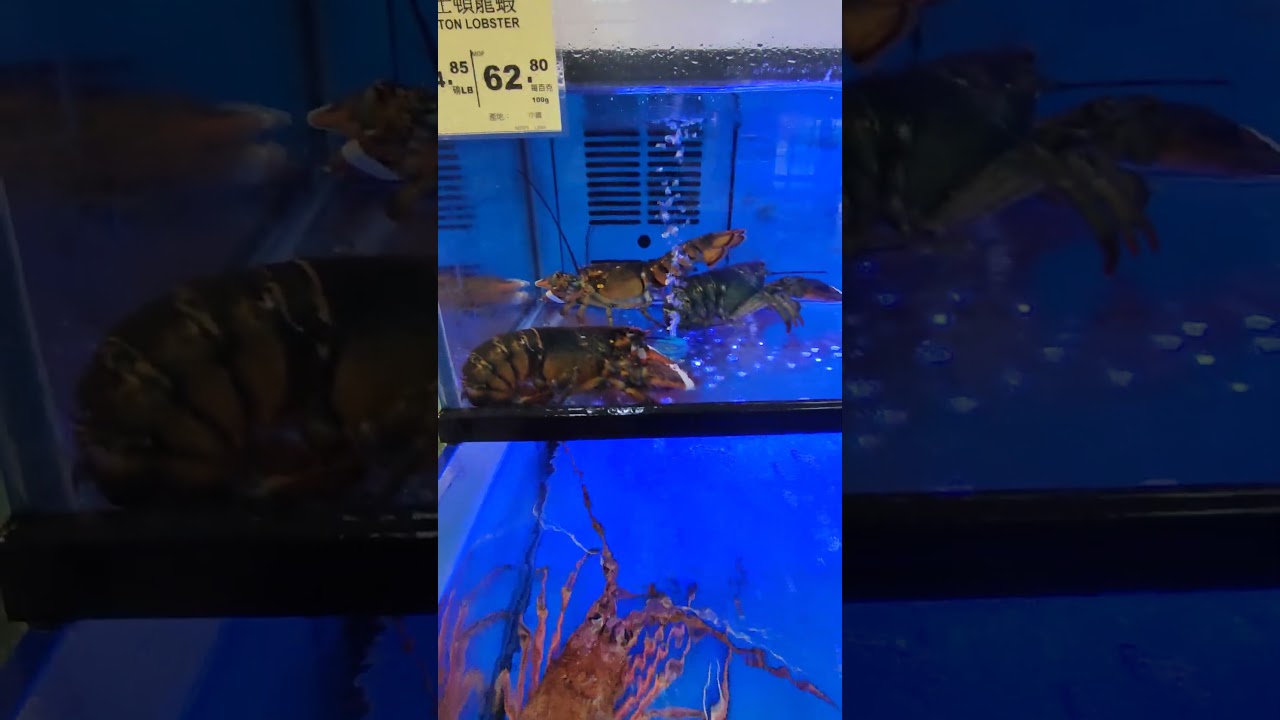 #seafood #amazimgvideo #weneedtobuy#viralvideo