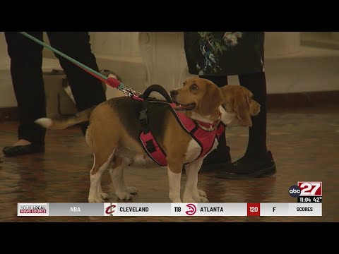 Video: Ši grupė teikia vilties šunims, naudojamiems bandymuose su gyvūnais