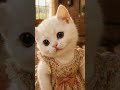 しーちゃんです🐱💕