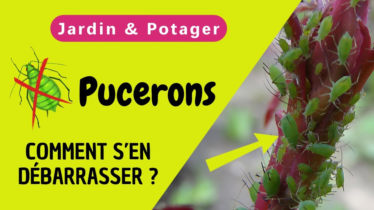 Vous voulez Savoir Comment Éliminer les Pucerons au Jardin et au Potager ?