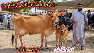 Gondal Mandi latest update 24June2026!jersey cow for sale in Punjab!Cholistani and desi cross cows
