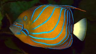 Facts: The Blue Ring Angelfish (Annularis Angelfish)