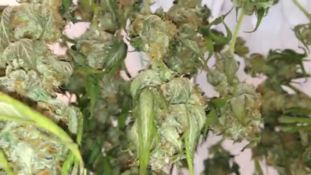 Veg & Harvest update, PEZ , S.S.S.D.H , Lethal Purple , GSC