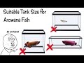 Best Tank Size For Arowana Fish