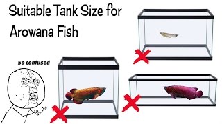 Best Tank Size For Arowana Fish