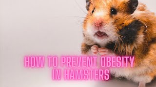 How to Prevent Obesity in Hamsters: Diet and Exercise Tips