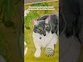 Story Time! How Mitsuhiro Arita painted my cat Callie! The world famous Pokemon Card artist!