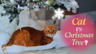 Orange Cat Reclaims Her Throne From Christmas Tree 👑🎄😹 by 👑 Miss Lulu & 🎩 Sir Dub-B  120 views 4 months ago 33 seconds