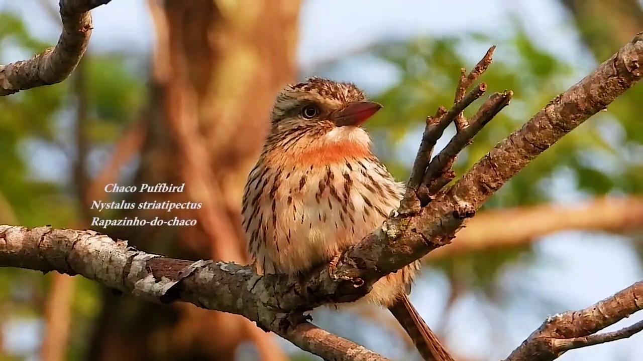RARE BIRD: CHACO PUFFBIRD (NYSTALUS STRIATIPECTUS), RAPAZINHO-DO-CHACO, Natural beauty.