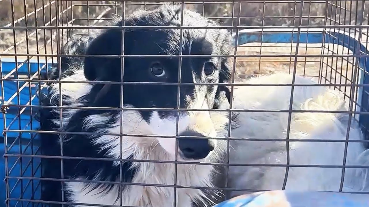 Опугающие бордер-колли, предназначенные для мясорубки, поклонились людям, прося о помощи!