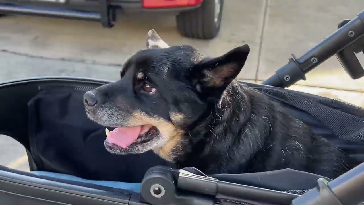 Petbobi Returned! - Using Bicystar Pet Mobility Stroller After Pup Not Able To Walk BUT Limited View