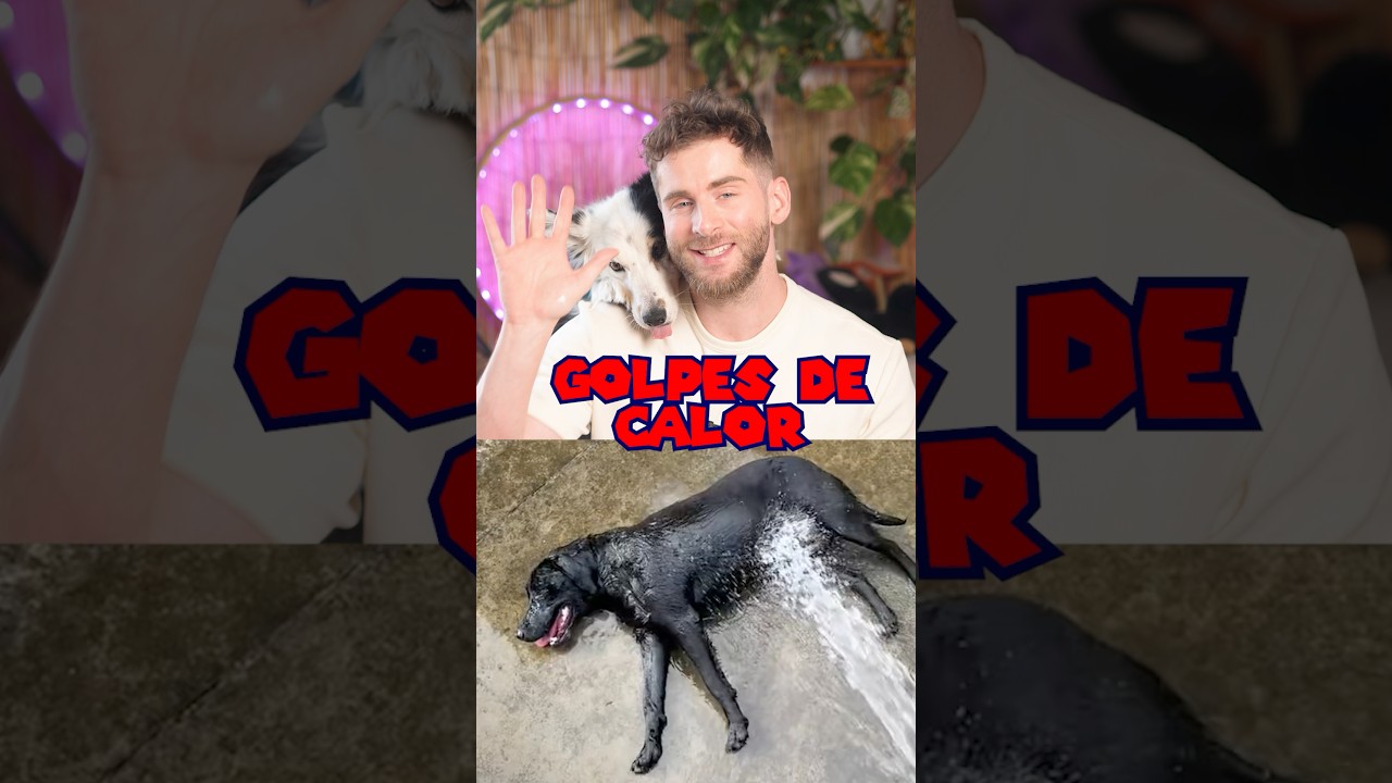 Cuidado si tienes uno de esos perros!
