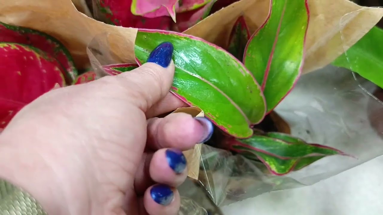 Шикарная поставка 25 февраля. Филодендрон, алоказия, аглаонема