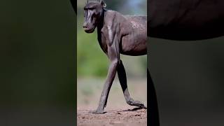 3 animales que dan miedo si los ves de noche! 🌙😨