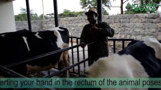 HOW TO CHECK THE STATUS OF PREGNANCY IN COWS(STEP BY STEP PRACTICALLY)