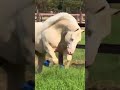 Essa conexão não tem explicação! Só tem sentimento...  #cavalo #haras #quartodemilha #horse #cavalos